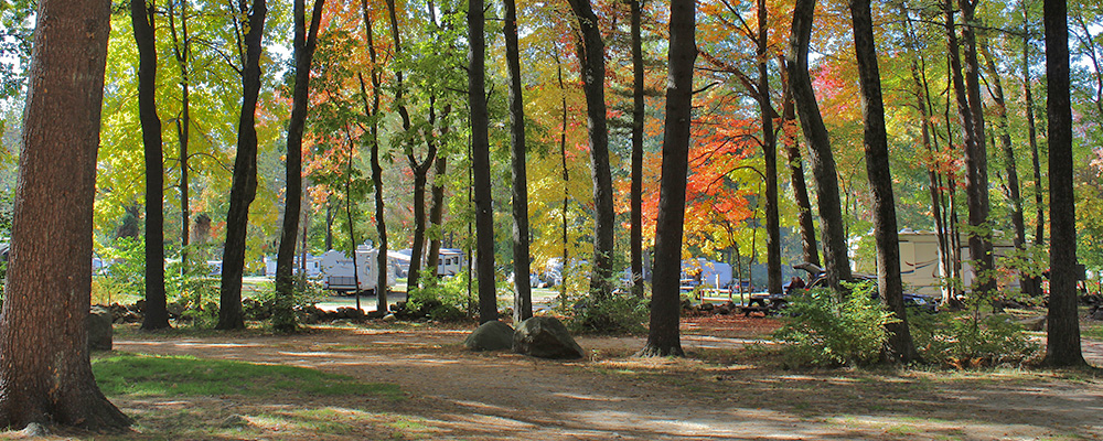 Artistic shot of campsites in the woods